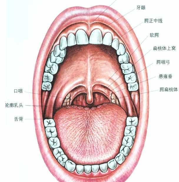舌下腺在哪个位置图片图片