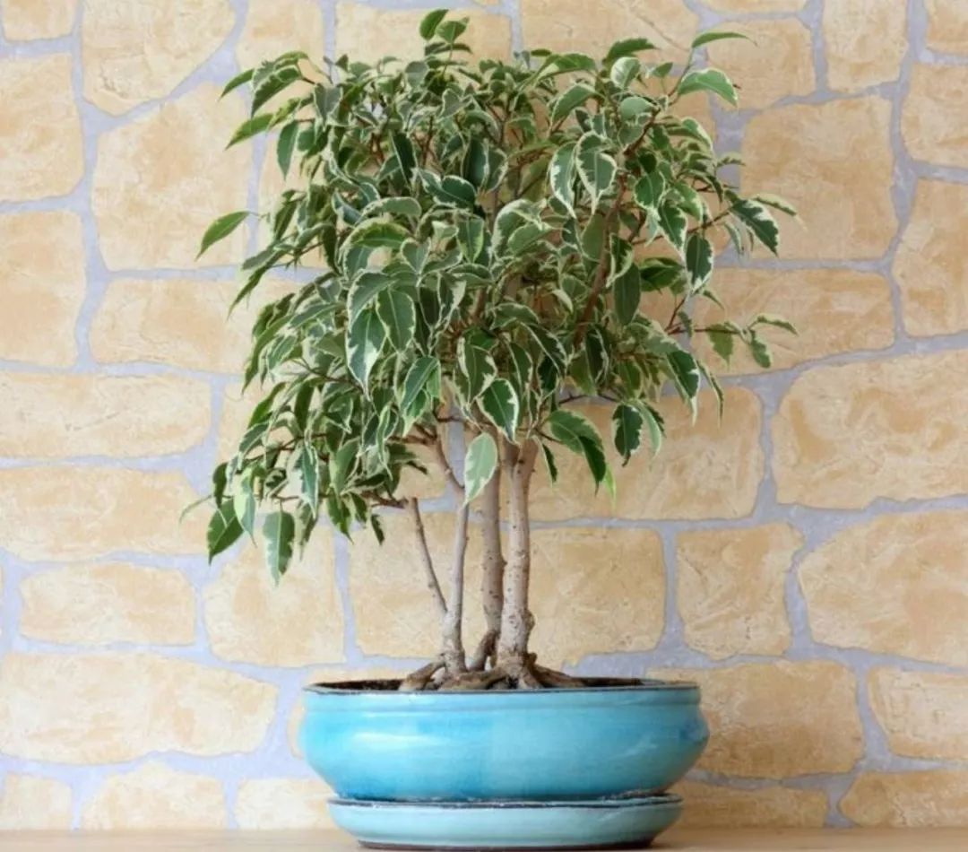 花叶榕是一种净化空气效果非常棒的植物,很适合养在卫生间里面,不过