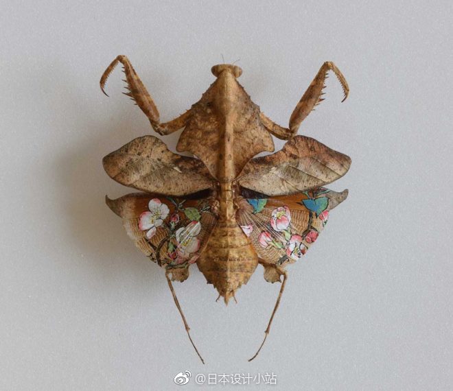 日本艺术家樋口明宏在昆虫标本上绘制的画作.
