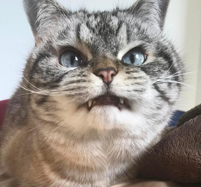 猫咪嘶嘶叫是怎么回事?为什么猫咪会发出蛇一样的嘶嘶声