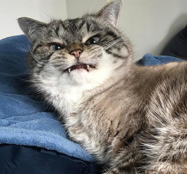 猫咪嘶嘶叫是怎么回事?为什么猫咪会发出蛇一样的嘶嘶声