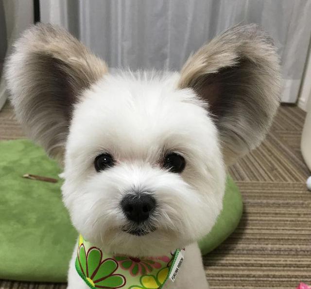 这只米老鼠狗长了一对米老鼠的耳朵,萌翻了几万instagram粉丝