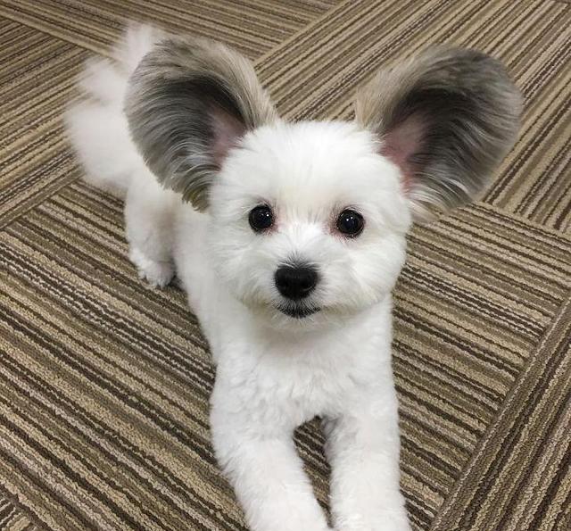 这只米老鼠狗长了一对米老鼠的耳朵,萌翻了几万instagram粉丝