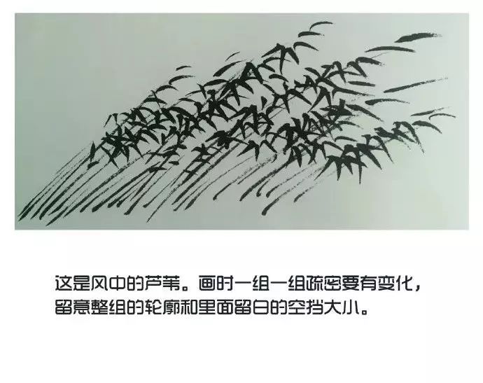 国画入门教程 | 芦苇的画法