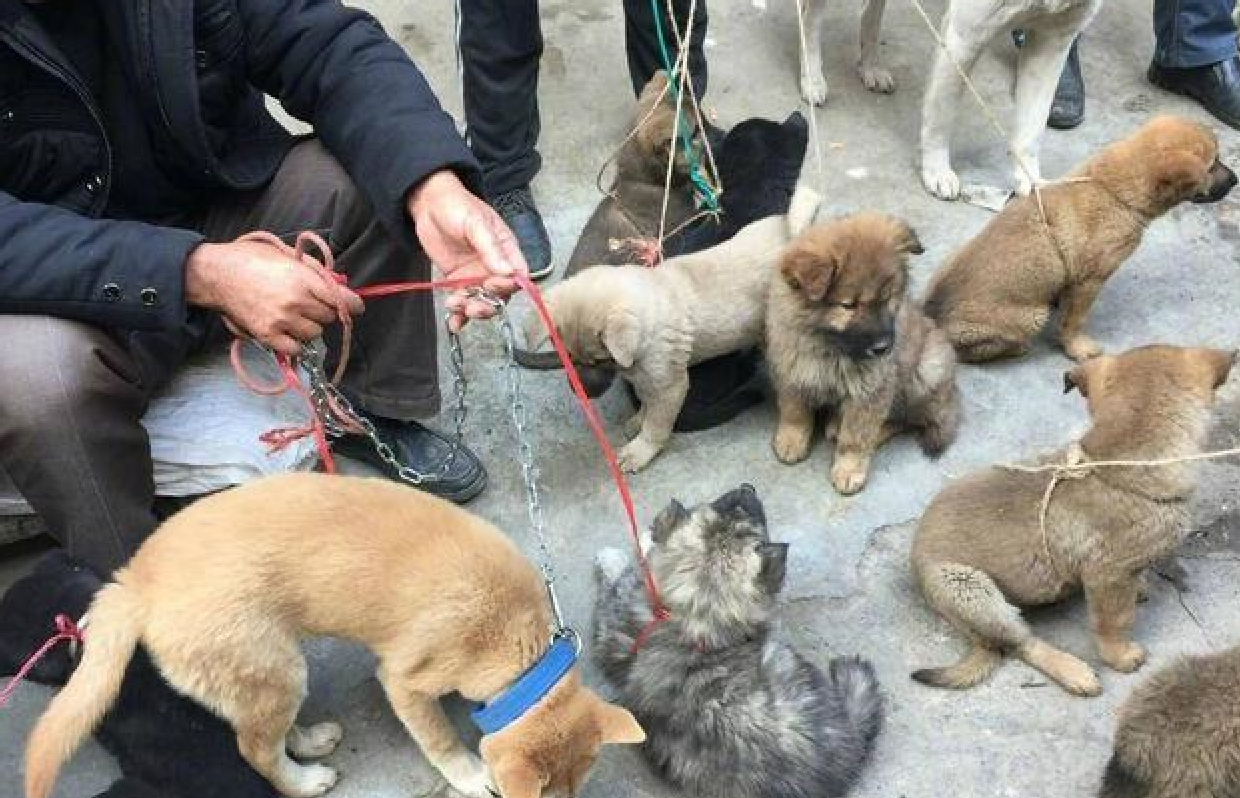 深入农村的卖狗市场,狗狗装麻袋中称斤卖,悲惨境况让人心酸|狗狗|农村