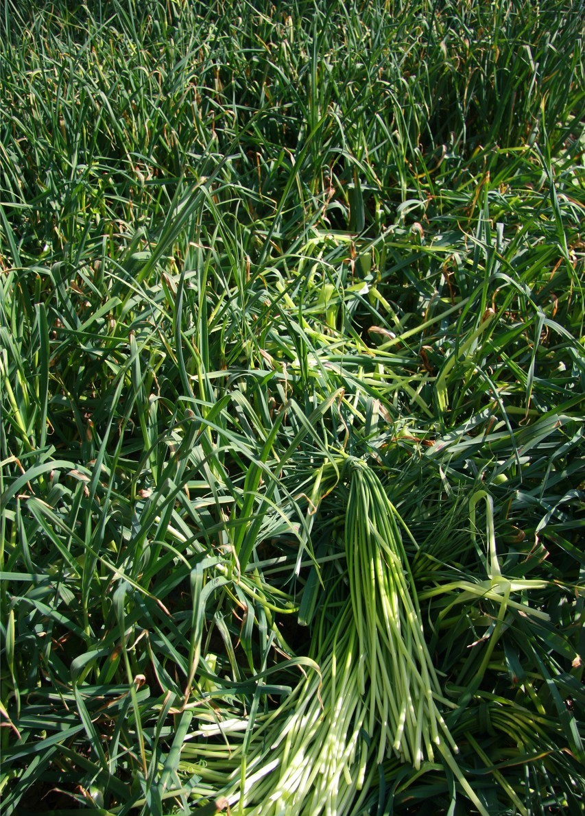 又到打蒜薹的季节你们准备好过农忙季节吗
