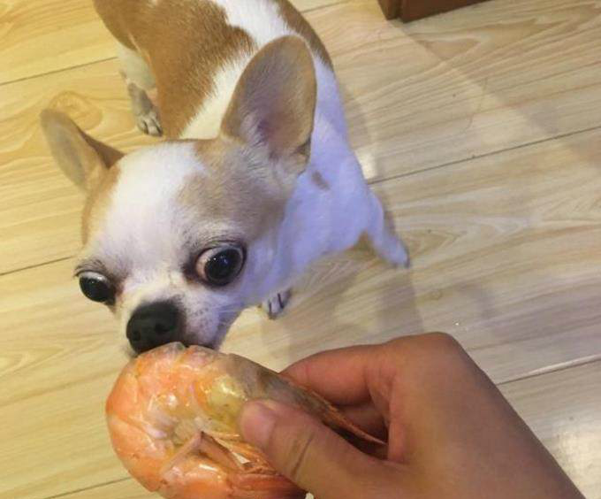 主人实力坑狗喂狗子吃海鲜狗子表情亮