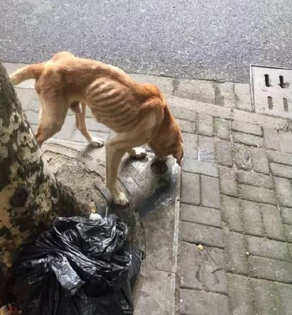 流浪狗瘦成皮包骨,给食物却不搭理,得知原因好心人两眼通红
