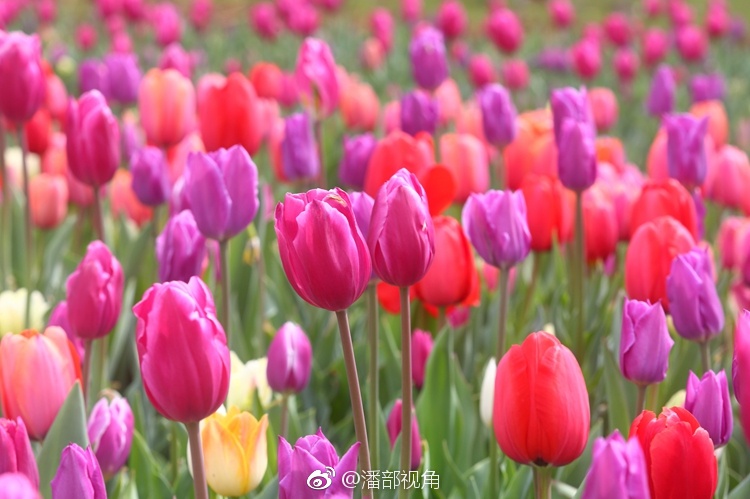 姹紫嫣红的季节! 今天,无锡的郁金香,已经开始进入观赏期!