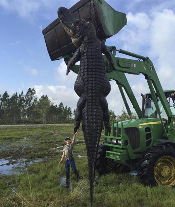 直击世界超巨型动物最后一张中国1800斤猪创纪录