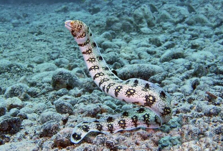 虐待黄鳝的那个女主播你站住,你敢对雪花蛇鳝做同样的事情吗?