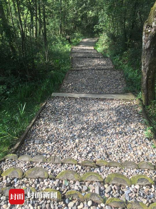 走最美森林康养步道 来一场"森呼吸"|光雾山|森林|步道_新浪新闻