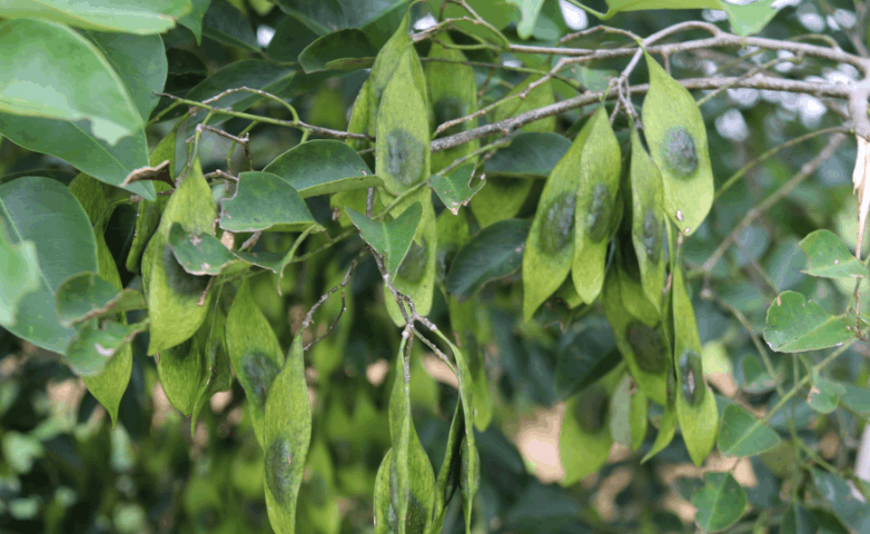 这种树学名叫降香不仅可制作家具药用价值还很高