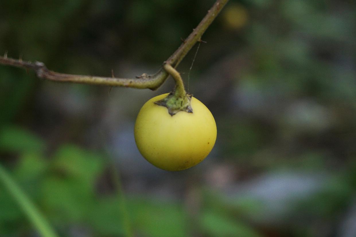 农村特有的"刺苹果",很多人都不认识!