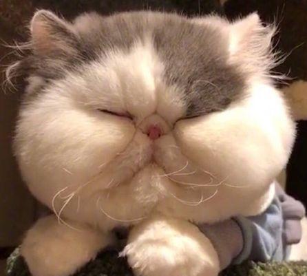 一只胖猫的日常,屏幕都快装不下这大饼脸了,网友:橘猫都没你胖