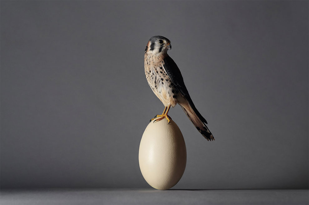 小的可爱 | 英国摄影师 david yeo 把很多小物品与天生小尺寸的动物放