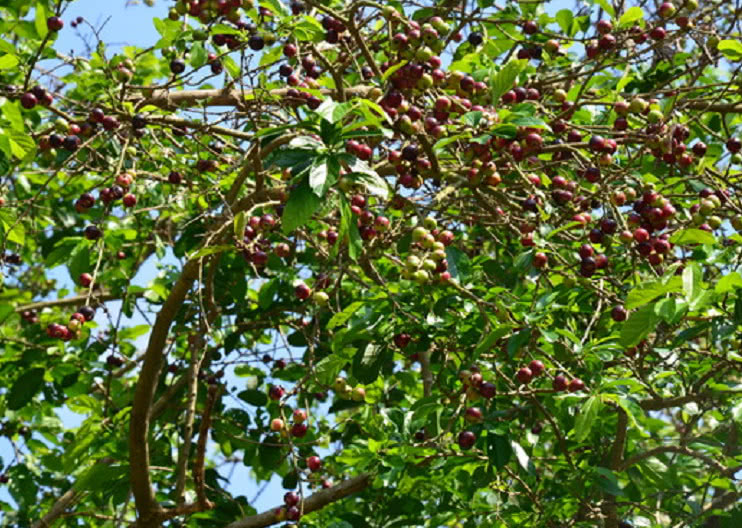 深山里一种很特别的野果农民称割舌果现如今想见都见不到