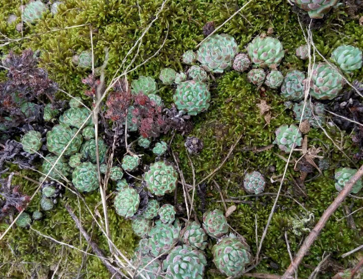 野生多肉遍地是个个胖成肉包子我到底挖不挖