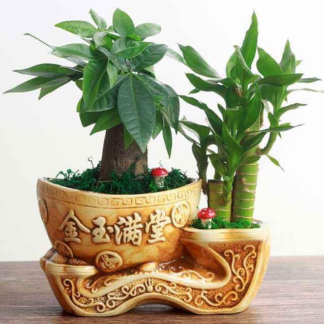 富贵竹只能水培?错,做成盆景真不错