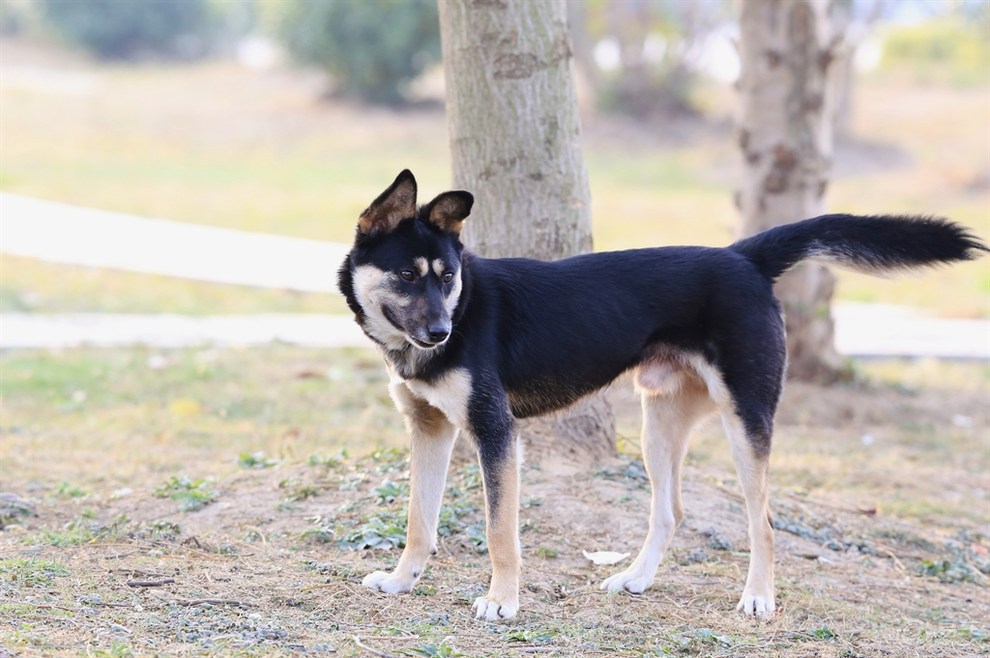 灰犬它们身上特别的地方就是耳朵和嘴巴地方的毛色是黑色的,而且在