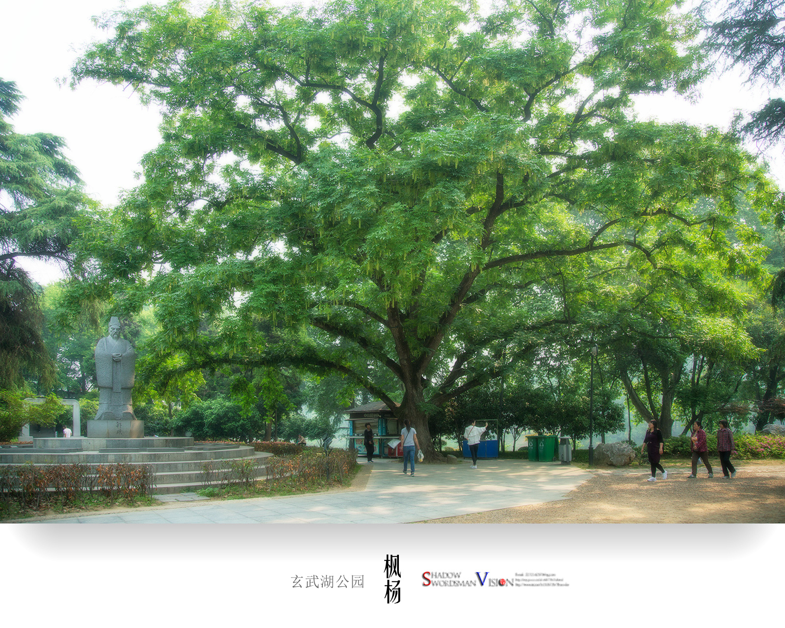 2018,美丽南京。枫杨:胡桃科,枫杨属 (玄武湖古树名木,编号_新浪新闻