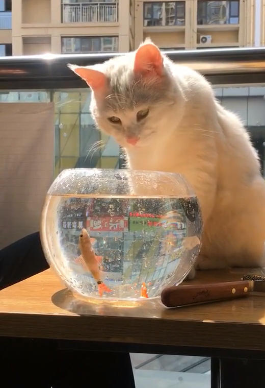 主人新买一个鱼缸,猫坐在那里一动不动,鱼:猫哥,放过我吧!