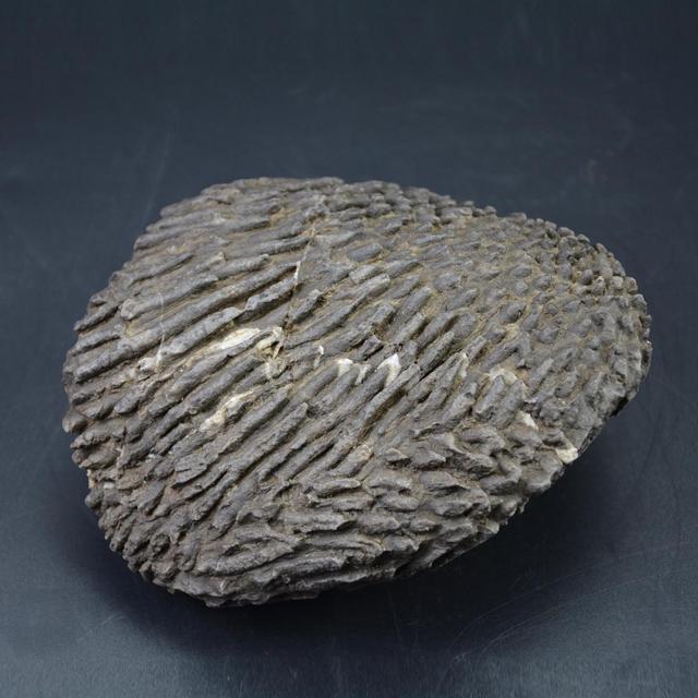 海草化石沧海桑田演变的收藏稀世珍宝