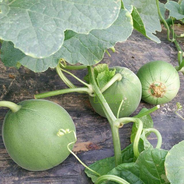 香味不仅仅是花朵,阳台种香瓜的技巧,结果多还甜!