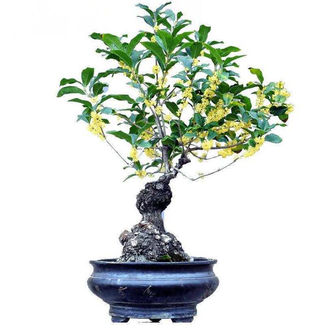 桂花盆景养护方法,香味扑鼻,景致别样!