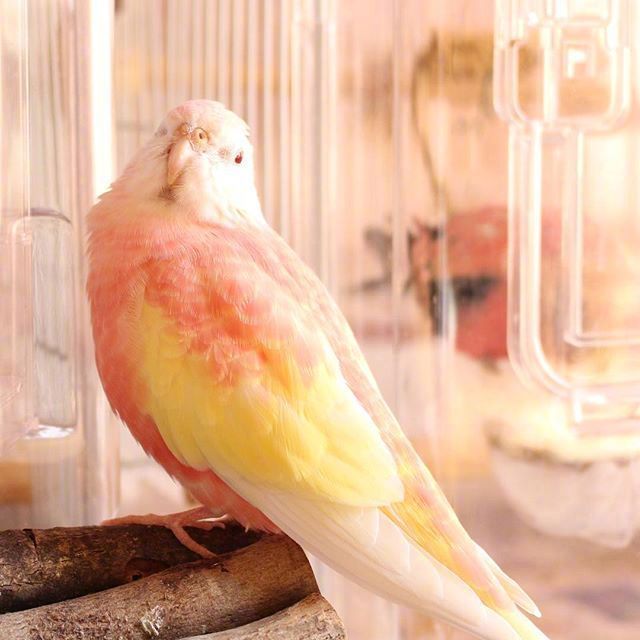 蜜桃西柚口味的秋草鹦鹉