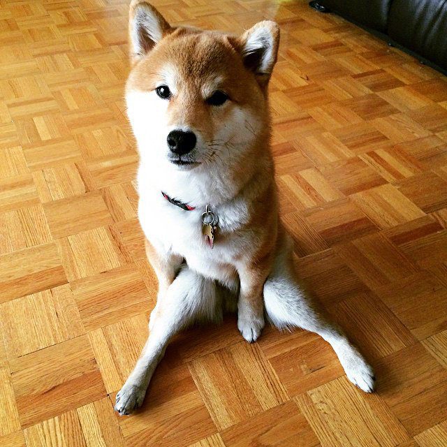 柴犬的秀腿日常,给你看看我的大长腿 67676767 676767