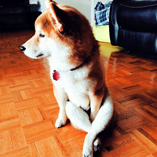 柴犬的秀腿日常,给你看看我的大长腿 67676767 676767