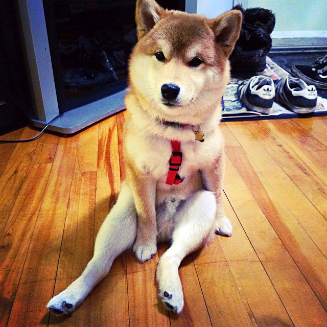 柴犬的秀腿日常,给你看看我的大长腿 67676767 676767