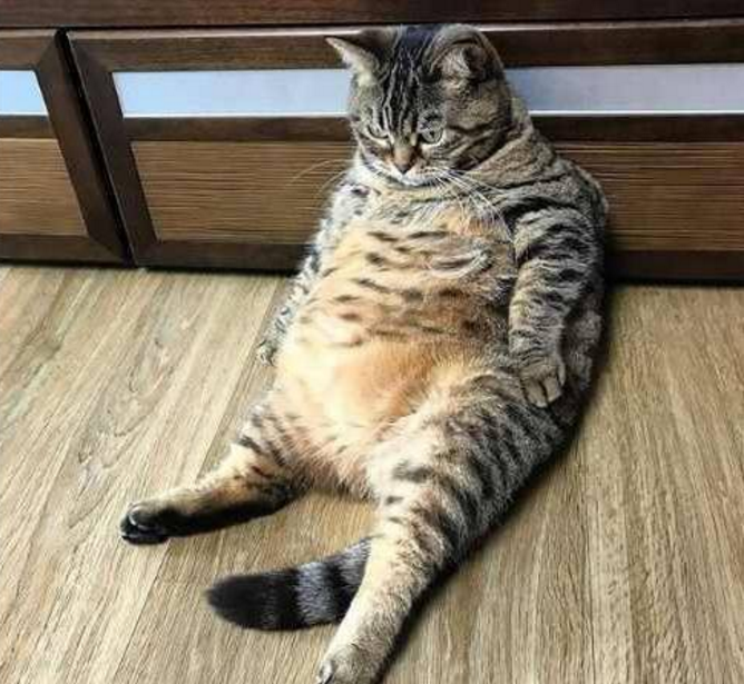 肥猫感到人生绝望,委屈的坐到墙角,一番哭泣还要面壁思过