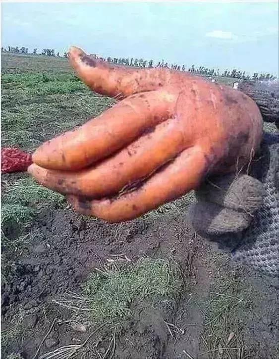 尽是一些百年难得一见的奇形怪状的水果,你见过多少