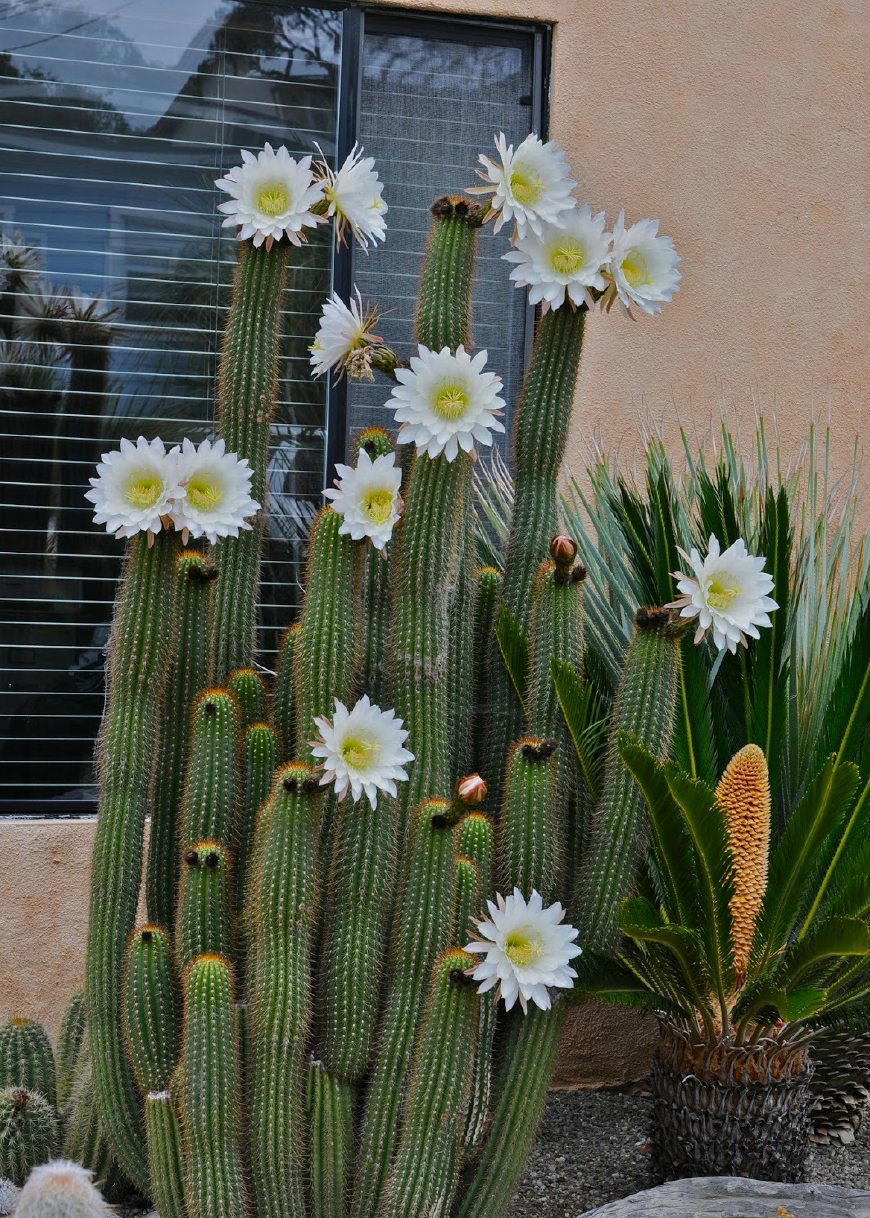 植物园里成片开花的仙人掌花,美得让人舍不得眨眼_新浪看点