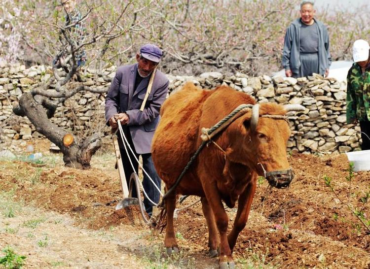 到面前一看,见两个扶犁的都是老人,身子差不多累成了弓腰虾.