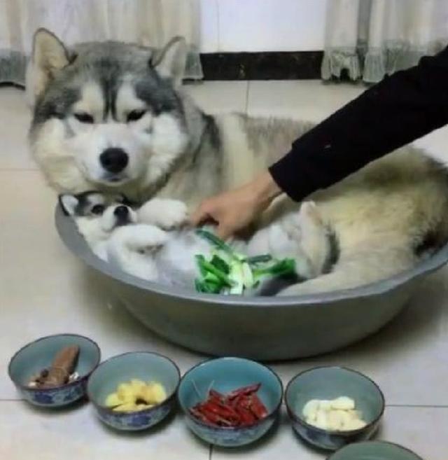 主人正在将哈士奇做成一道菜,猫咪看到后心如止水:有戏看!
