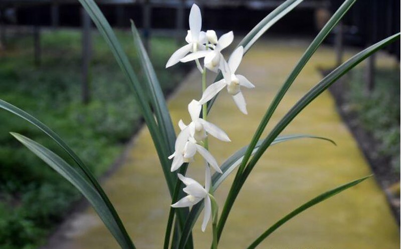 建兰四季兰花无尘开品