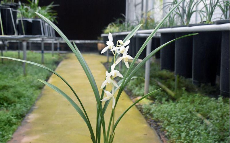 建兰四季兰花无尘开品