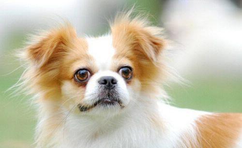 世界十大最温顺汪星人 你家养的那种?