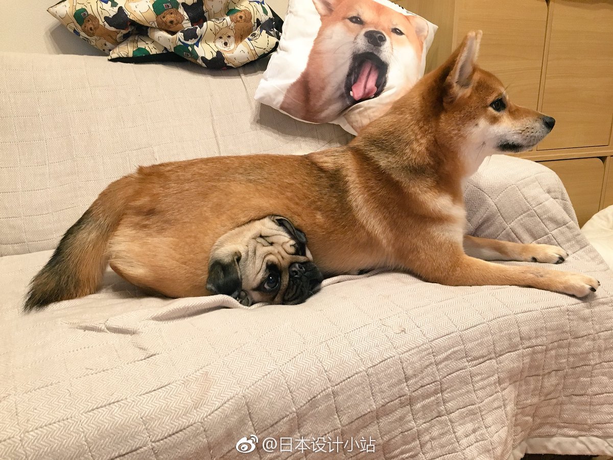 被胖柴压住的八哥,一脸委屈 (twi:きたむら)