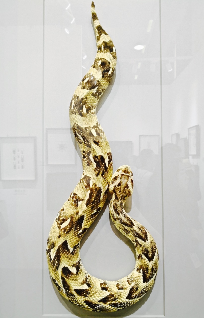蛇标本放里屋2018艺术北京博览会标本艺术装饰