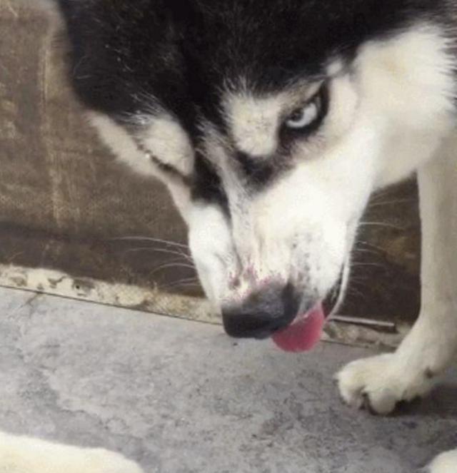 哈士奇护食对主人龇牙咧嘴,结果一巴掌拍过去,立马怂成一团