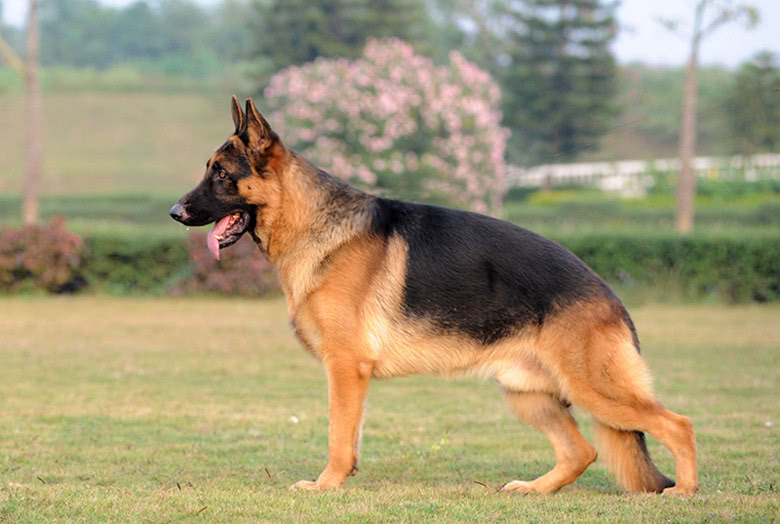 那么大型的犬德牧就是属于警犬或者看家护院型的,因为它们的性格比较