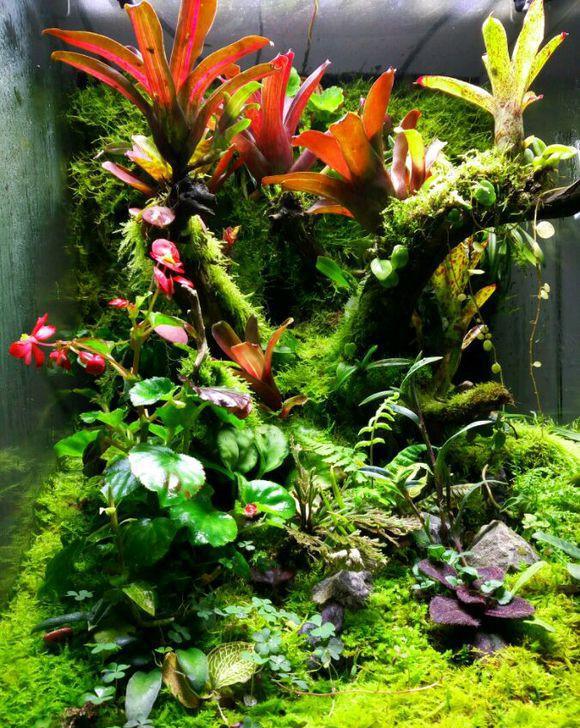 家中的微雨林丨亚热带的丛林景观雨林生态缸赏析