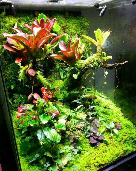 亚热带丛林生态雨林缸景观赏析