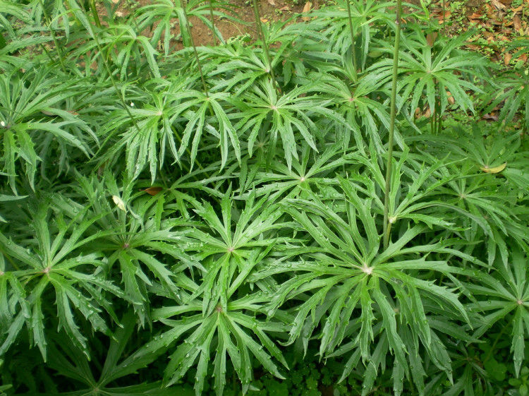 农村地头一种野草,长得像雨伞,老中医说此草是个宝草!