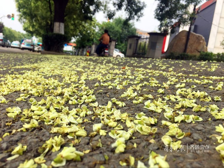 落英缤纷,济南舜耕路槐花一路芳香四溢