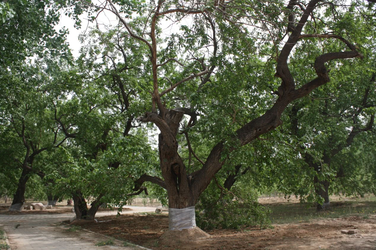 桑树浑身是宝大城市里看不到在乡下农村却是到处可见